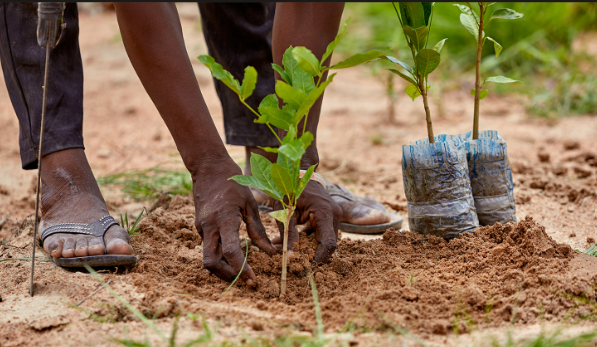 Environmental Conservation program